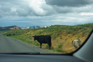 Wild cows crossing the road